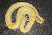 Asian albino python - Yukmin