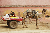 couple on camel cart - Vivek Sharma