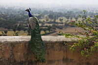 peacock on ledge - Alex Mares-Manton
