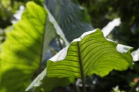 Elephant Ear plants (Colocasia) - Yukmin