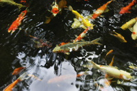 Koi fish in pond - Nugene Chiang