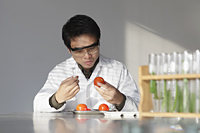 Scientist looking at tomatoes - Yukmin