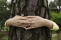 Close up on woman's hands hugging a tree - Yukmin