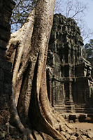 Ruins of Angkor Wat with Banyan tree in foreground - Alex Mares-Manton
