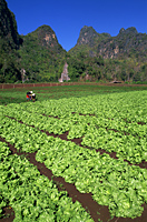 Thailand,Chiang Rai,Agricultural Fields and Karst Cliffs - Travelasia