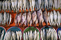 Korea,Busan,Jagalchi Market,Fresh Fish Display - Travelasia