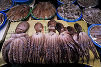 Korea,Busan,Jagalchi Market,Octopus Display - Travelasia