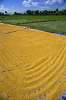 Thailand,Chiang Mai,Rice Drying and Rice Paddy Fields - Travelasia