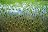 Thailand,Chiang Mai,Rice Paddy Fields - Travelasia