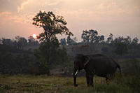 Thailand,Golden Triangle,Chiang Mai,Elephants at Dawn - Travelasia