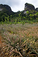 Thailand,Krabi,Pineapple Plantation and Karst Mountains - Travelasia