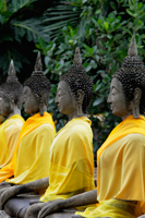 Stone Buddhas in a line at Wat Yai Chaya Mongkol Temple, Thailand - Alex Mares-Manton