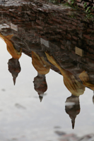 Reflection of stone Buddhas in water - Alex Mares-Manton