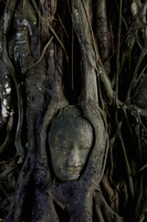 Stone Buddha head surrounded by roots of a Banyan tree Ayutthaya, Thailand - Alex Mares-Manton