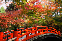 Red bridge at Kitano Temmangu Shrine, Autumn Leaves in the Maple Garden. Kyoto, Japan - Travelasia