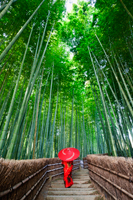 Rear view of woman walking through bamboo forest wearing a red kimono and holding a red umbrella. Japan,Kyoto, - Travelasia