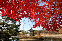 Gyeongbokgung Palace,Hyangwonjeong Pavilion, Seoul, Korea - Travelasia