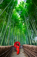 woman standing under bamboo forest wearing red Kimono holding red umbrella. kyoto, Japan - Travelasia