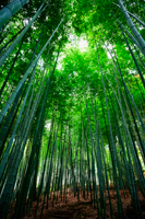 Sunlight streaming through bamboo forest - Travelasia