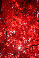 Sunburst through a canopy of red leaves. - Travelasia