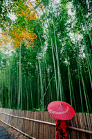 rear view of woman wearing Kimono and holding a red umbrella walking next to bamboo - Travelasia