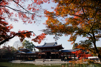 Uji,Byodoin Temple surrounded with trees with Autumn leaves. Kyoto, Japan - Travelasia