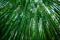 low angle shot of bamboo forest - Travelasia