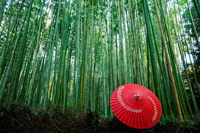 Red umbrella laying on ground next to bamboo forest - Travelasia