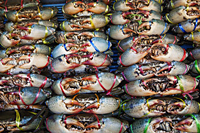Market Display of Crabs, Bangkok, Thailand - Travelasia