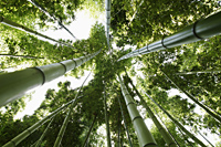 Looking up at Bamboo trees - Yukmin