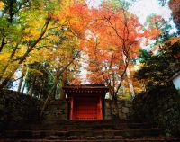 Japan, Ohara, Sanzen-in, Red gate and maple trees - Rex Butcher