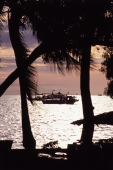Thailand, Pattaya, Fishing boats seen through palm trees - John McDermott