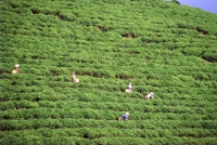 Vietnam, Red River Valley, near Yen Bai, workers at tea plantation. - Steve Raymer