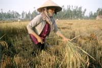 Vietnam, Mekong Delta, woman harvesting rice. - Steve Raymer