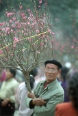 Vietnam, Hanoi, man selling plum blossom sprigs. - Steve Raymer