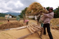 Indonesia, Lombok, Muslim Sasak farmers separate rice kernels from husks. - Steve Raymer