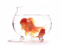 Two goldfish in glass bowl, white background. - Jade Lee