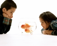 Young girl and boy looking at goldfish in glass bowl, white background. - Jade Lee
