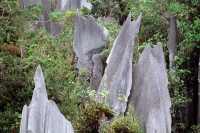 Malaysia, Sarawak, Mulu National Park, The Pinnacles - Jill Gocher