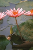 Water Lotus - Jill Gocher