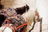 Nepal, Mustang, Tethered horses with Tibetan horse rug saddles. - Jill Gocher