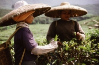 Indonesia, West Java, tea pickers - Jill Gocher