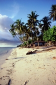 Indonesia, Kei Islands, beach, palm trees in background - Jill Gocher