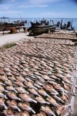 Thailand, Ko Samui, Fish drying in sun. - James Marshall