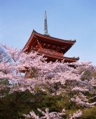 Japan, Kyoto, Kiyomizudera Temple - Stuart Woods