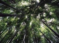 Japan, view of canopy of bamboo forest - Rex Butcher