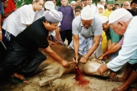 Malaysia, Kuala Terengganu, Muslims severing head of cow at Tengku Tengah Zaharah Mosque to mark Hari Raya Haji. - Steve Raymer