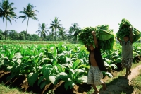 Indonesia, Lombok Island, children help with the tobacco harvest. - Steve Raymer