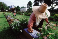 Thailand, Kanchanaburi, workers at the Kanchanaburi War Cemetery scrubbing and cleaning the gravestones. - Steve Raymer