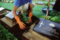 Thailand, Kanchanaburi, a worker at the Kanchanaburi War Cemetery planting new flowers between gravestones. - Steve Raymer